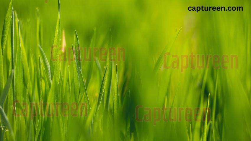 Light Green Colour Background HD