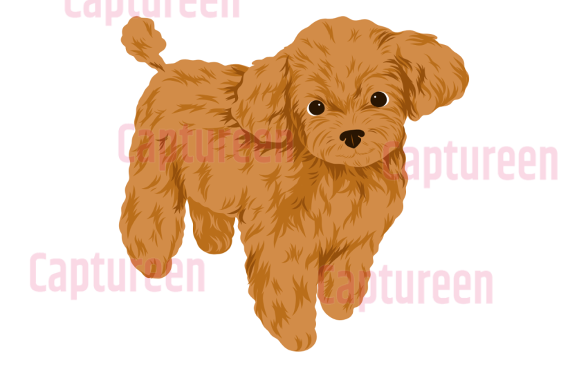 toy poodle cute png