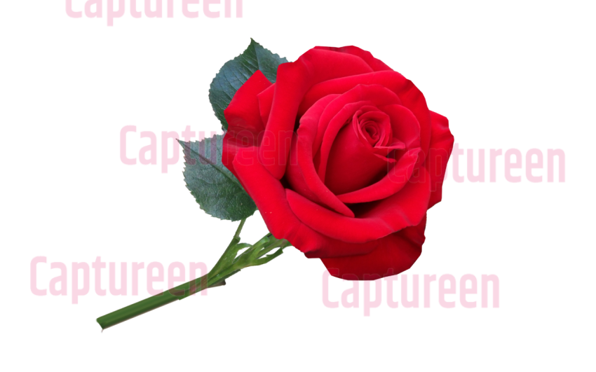 rose toy png