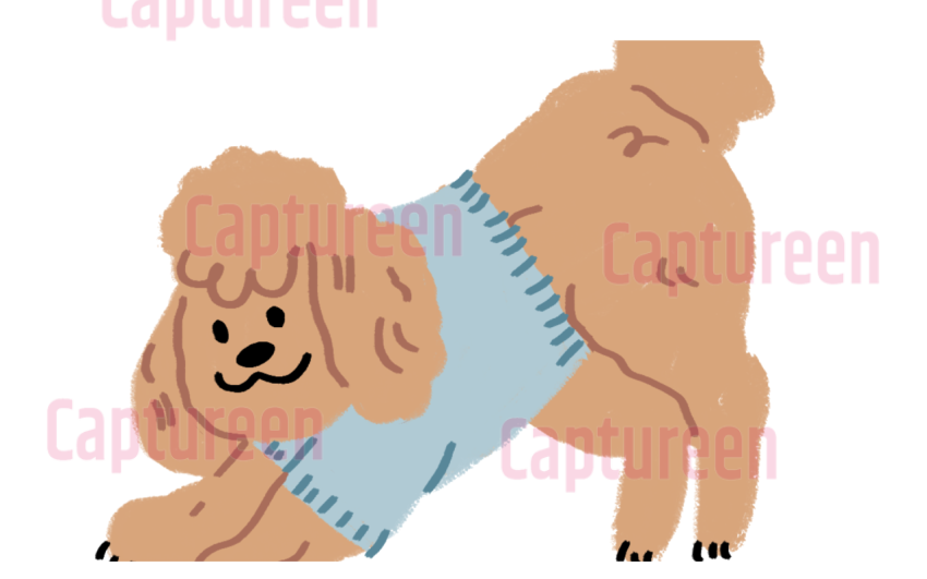 toy poodle png no backrodun