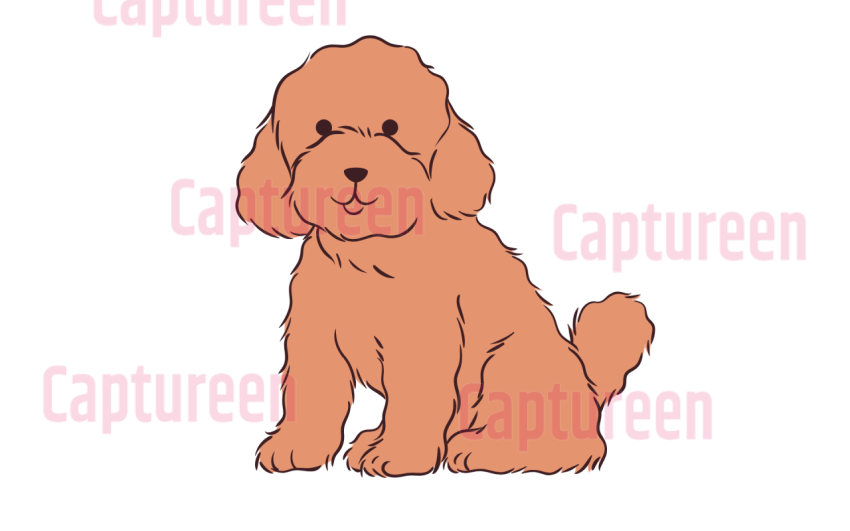 toy poodle cute png no backrodun