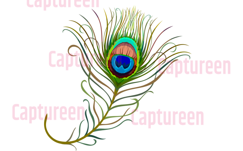 peacock feather clipart png