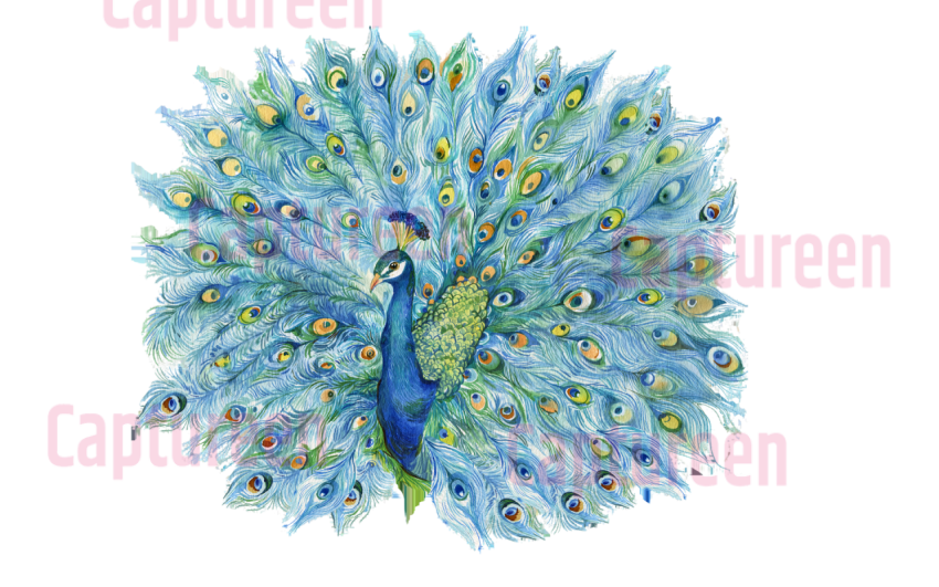 peacock clipart png