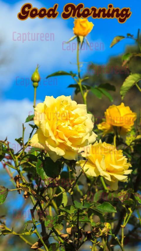 Good Morning Images Yellow Rose Beauty