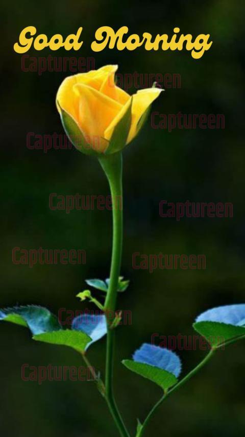 Good Morning Images Yellow Rose Bliss