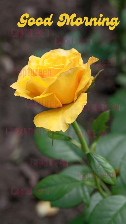 Good Morning Images Yellow Rose Charm