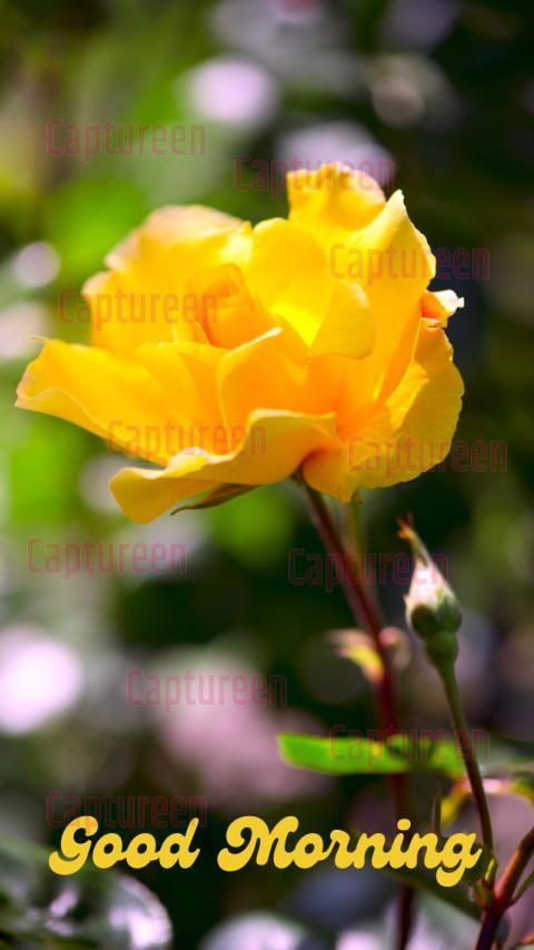 Good Morning Images Yellow Rose Magic