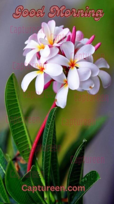 Good Morning Images With White Flowers and Peaceful Vibes