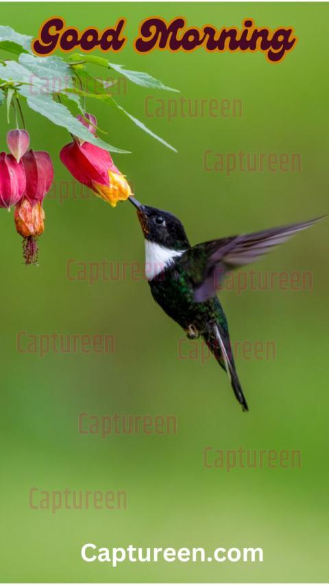 Good Morning Images With Birds and Flowers for Peaceful Mornings