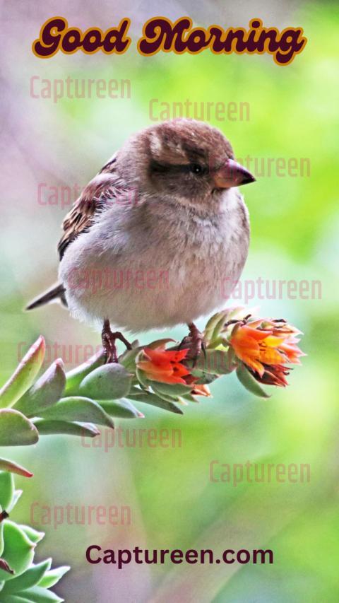 Good Morning Images With Birds and Flowers to Inspire Joy