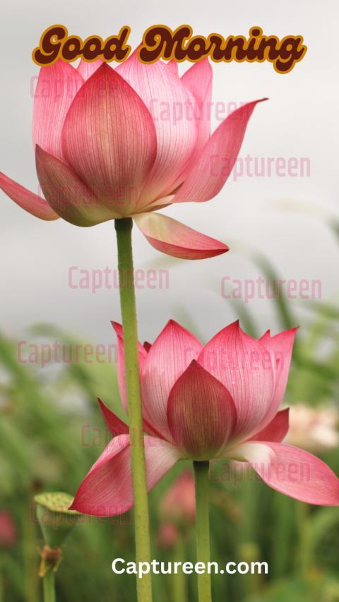 Good Morning Lotus Images for a Serene Start