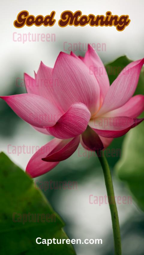 Good Morning Lotus Images to Inspire Calmness (2)