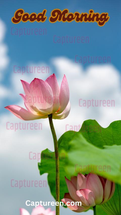 Good Morning Lotus Images to Inspire Calmness