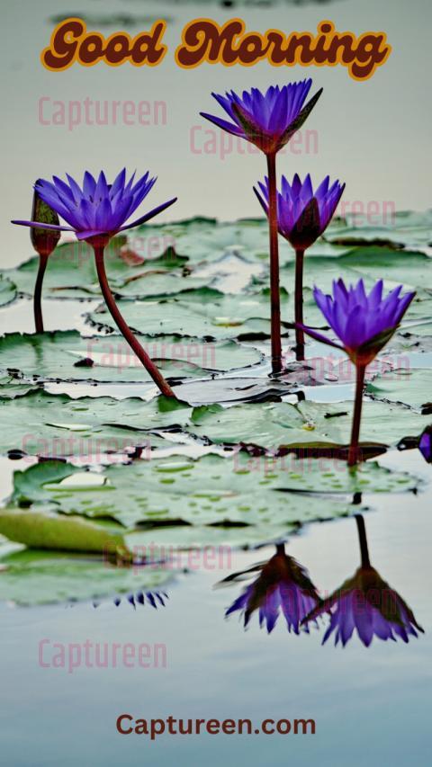 Good Morning Lotus Images With Elegant Designs