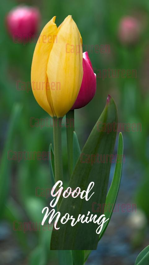 Good morning tulip flower images to start your day fresh