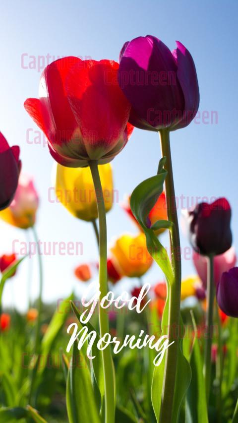 Good morning tulip flower images with serene beauty