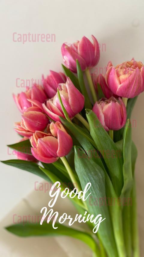 Good morning tulip flower images with vibrant colors