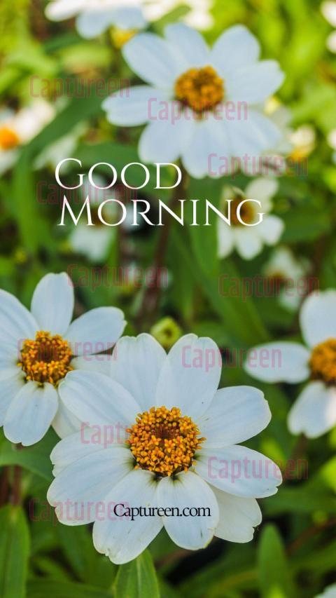 Flower garden good morning images with vibrant blossoms