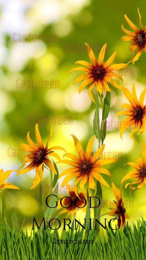 Good morning flowers pictures for WhatsApp to brighten your chats