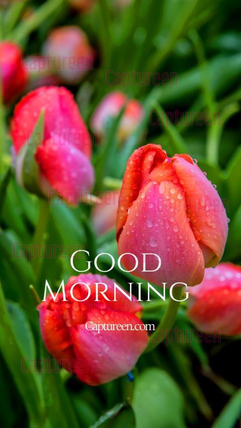 Good morning flowers pictures for WhatsApp with cheerful vibes