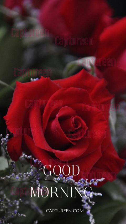 Rose HD good morning image to brighten your day