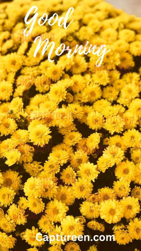 Good morning yellow flowers images with cheerful vibes