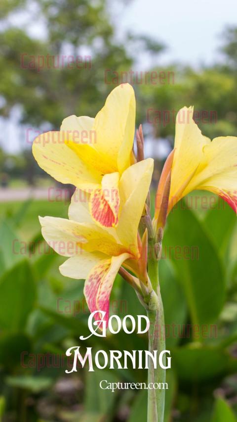 Good morning pic with flower and vibrant colors