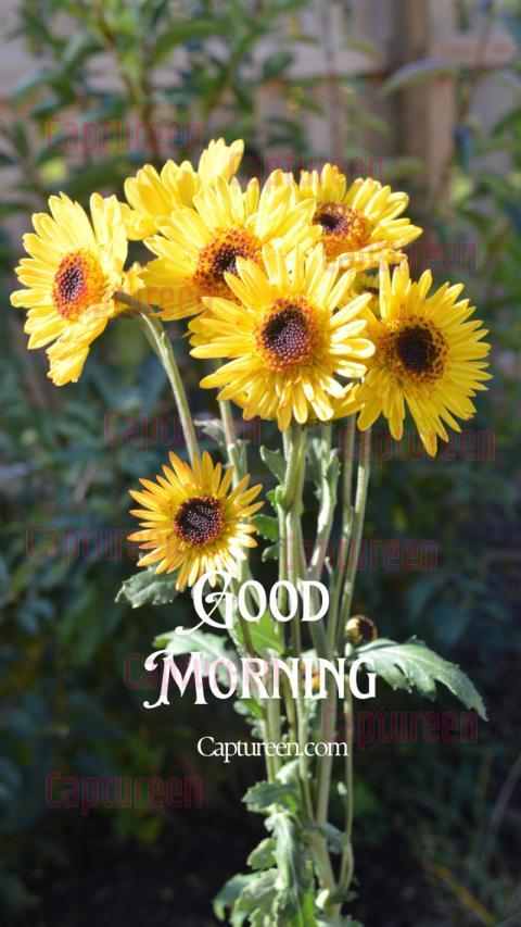 Good morning images yellow flowers for a cheerful start