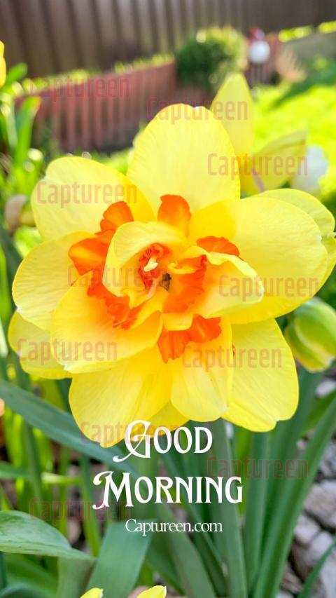 Good morning images yellow flowers with warm positivity