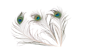 high resolution peacock feather png photo and picture