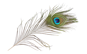 original peacock feather png photo and picture