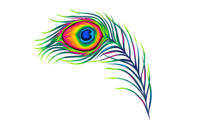 peacock feather png photo and picture