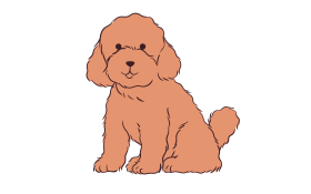 toy poodle cute png no backrodun photo and picture